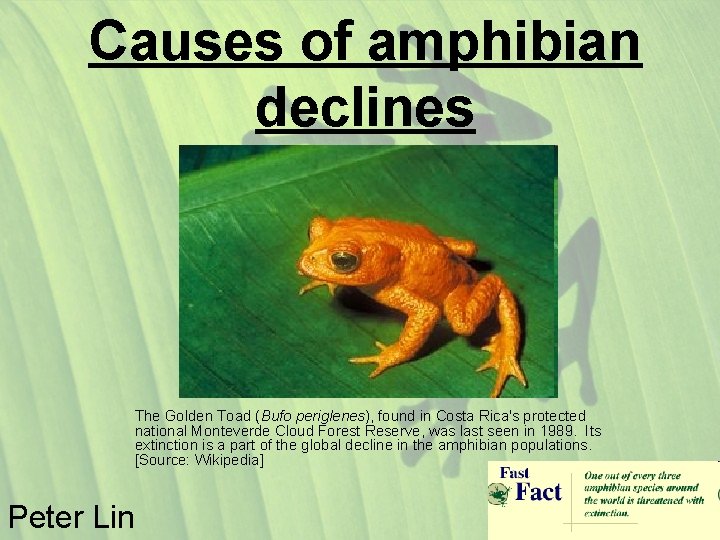 Causes of amphibian declines The Golden Toad (Bufo periglenes), found in Costa Rica's protected