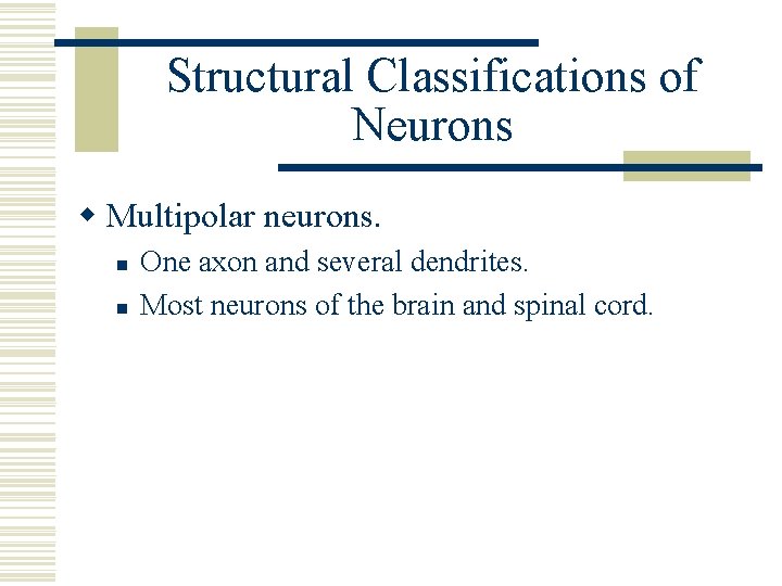 Structural Classifications of Neurons w Multipolar neurons. n n One axon and several dendrites.