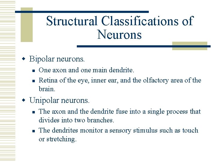 Structural Classifications of Neurons w Bipolar neurons. n n One axon and one main