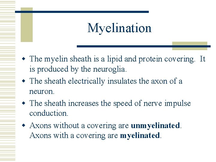 Myelination w The myelin sheath is a lipid and protein covering. It is produced