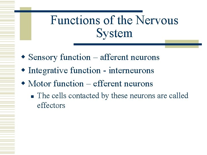 Functions of the Nervous System w Sensory function – afferent neurons w Integrative function