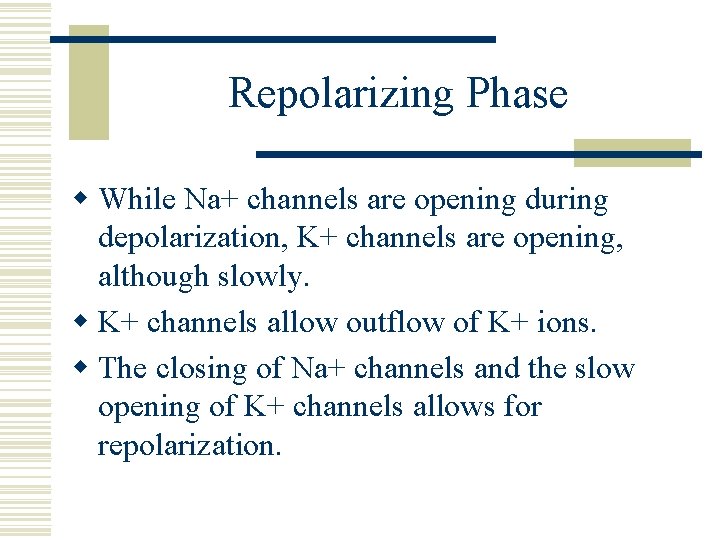 Repolarizing Phase w While Na+ channels are opening during depolarization, K+ channels are opening,