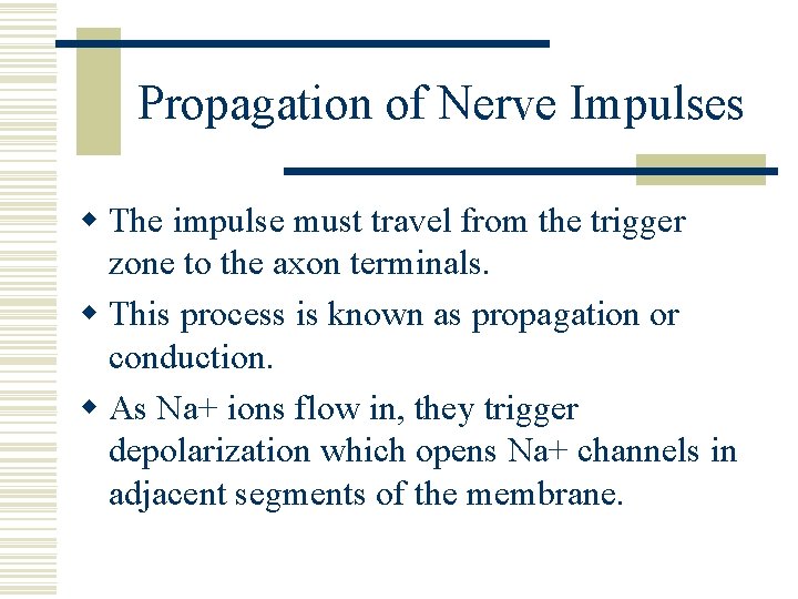 Propagation of Nerve Impulses w The impulse must travel from the trigger zone to