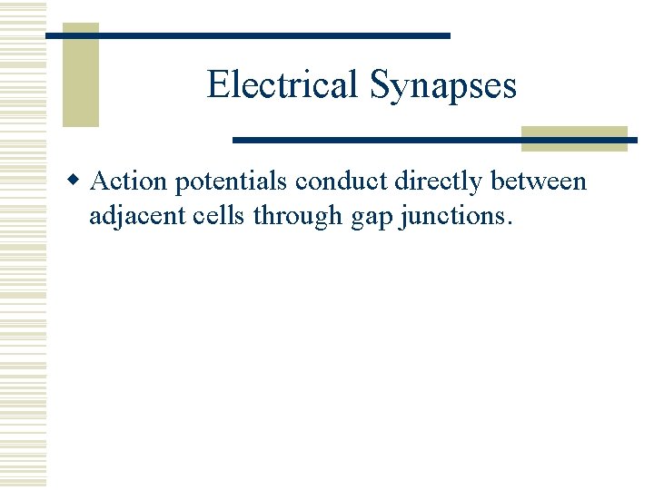 Electrical Synapses w Action potentials conduct directly between adjacent cells through gap junctions. 