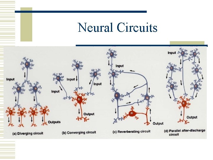 Neural Circuits 