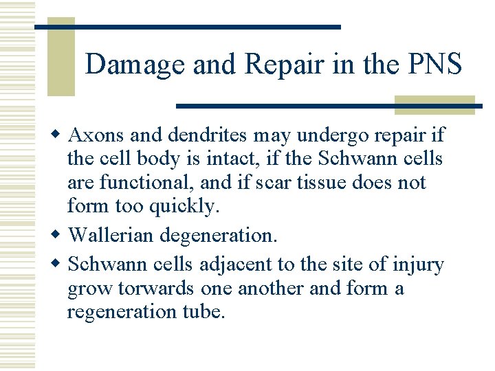 Damage and Repair in the PNS w Axons and dendrites may undergo repair if