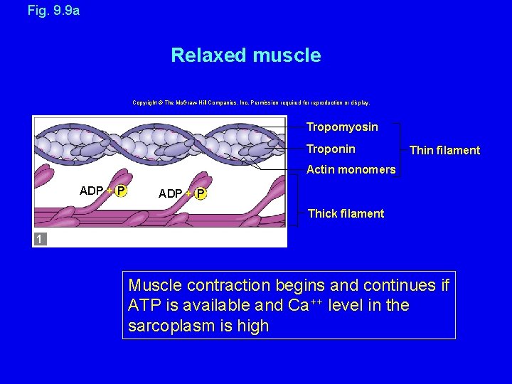 Fig. 9. 9 a Relaxed muscle Copyright © The Mc. Graw-Hill Companies, Inc. Permission