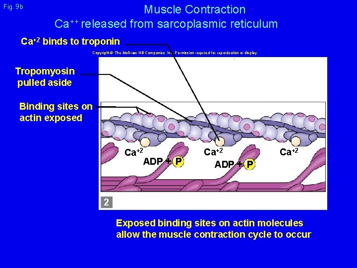 Fig. 9 b Muscle Contraction Ca++ released from sarcoplasmic reticulum Ca+2 binds to troponin