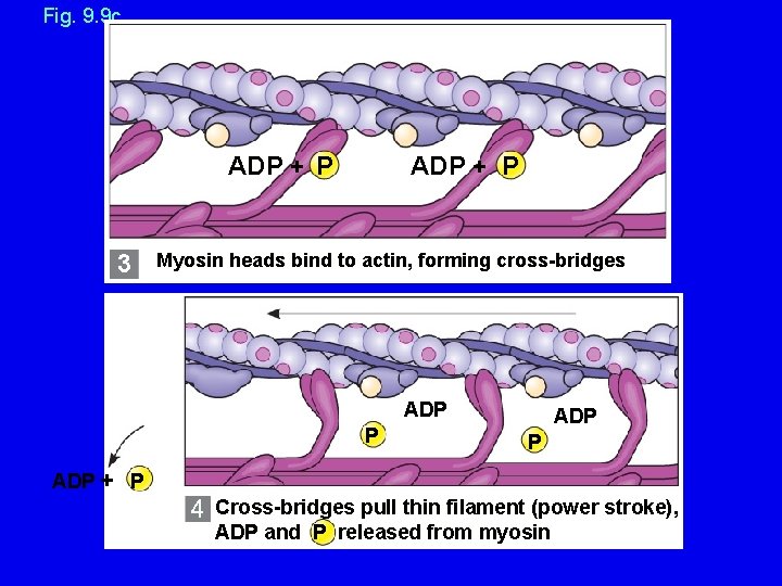 Fig. 9. 9 c ADP + P 3 ADP + P Myosin heads bind