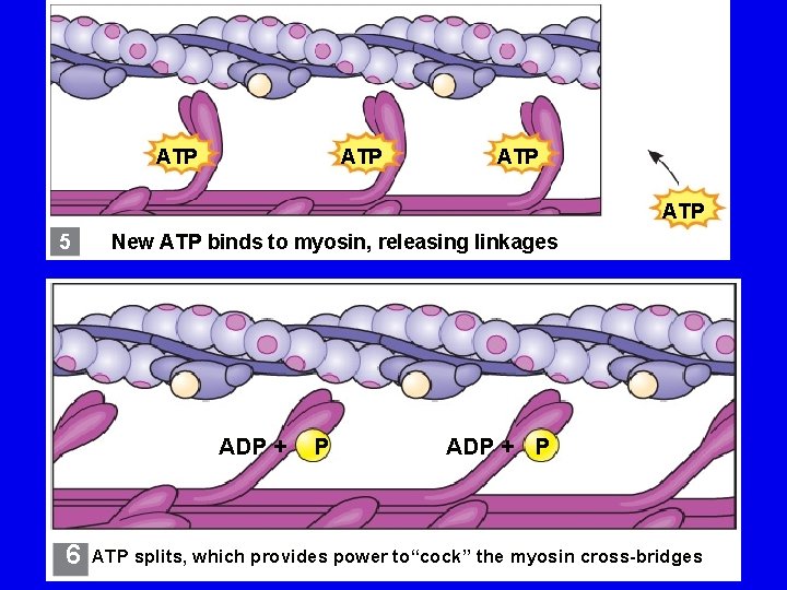 ATP ATP 5 New ATP binds to myosin, releasing linkages ADP + 6 P