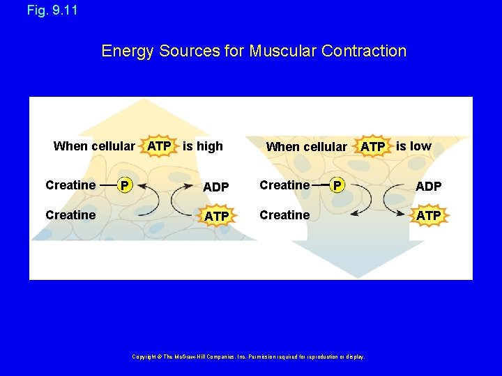 Fig. 9. 11 Energy Sources for Muscular Contraction When cellular ATP is high Creatine