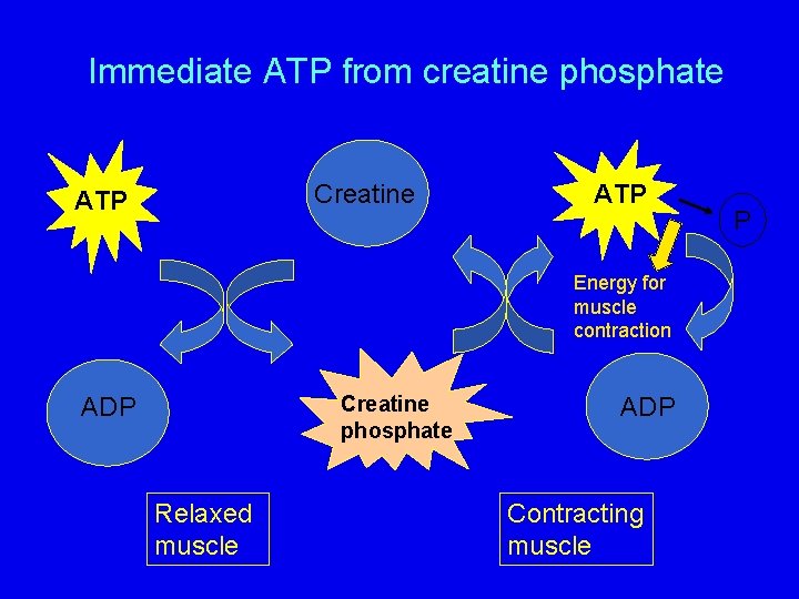 Immediate ATP from creatine phosphate Creatine ATP ATP Energy for muscle contraction Creatine phosphate