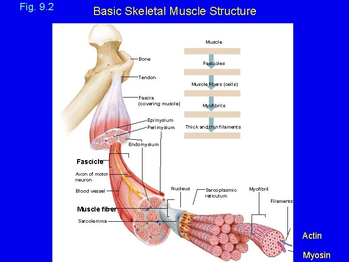 Fig. 9. 2 Basic Skeletal Muscle Structure Muscle Bone Fascicles Tendon Muscle fibers (cells)