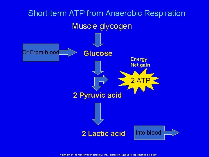 Short-term ATP from Anaerobic Respiration Muscle glycogen Or From blood Glucose Energy Net gain