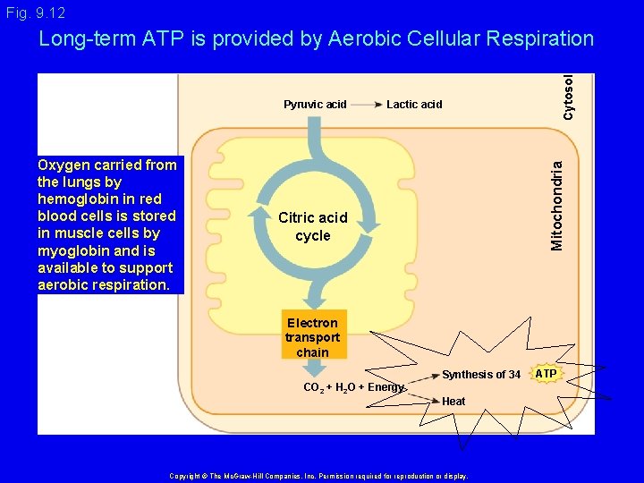 Fig. 9. 12 Oxygen carried from the lungs by hemoglobin in red blood cells