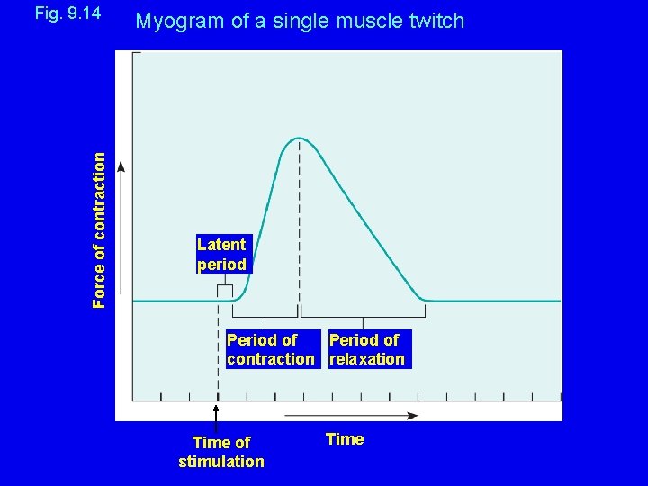 Force of contraction Fig. 9. 14 Myogram of a single muscle twitch Latent period