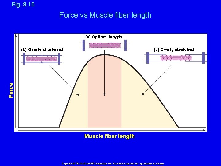 Fig. 9. 15 Force vs Muscle fiber length (a) Optimal length (c) Overly stretched