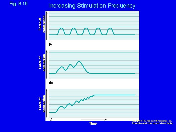 Fig. 9. 16 Force of contraction Increasing Stimulation Frequency Force of contraction (a) Force