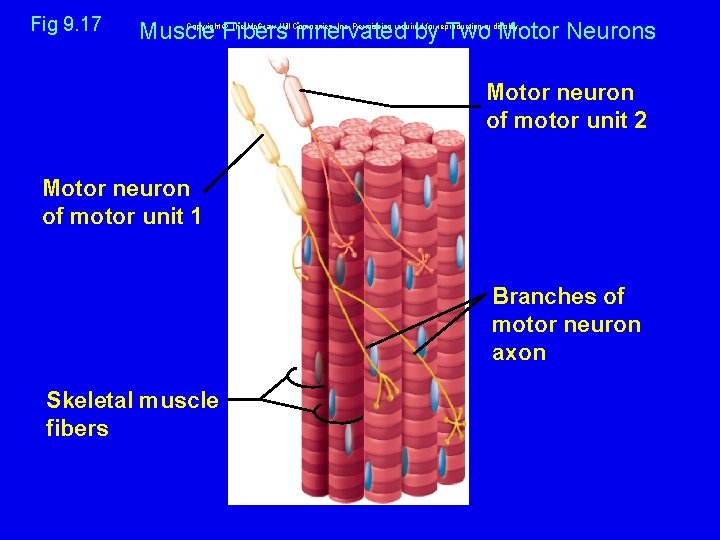 Fig 9. 17 Muscle Fibers innervated by Two Motor Neurons Copyright © The Mc.