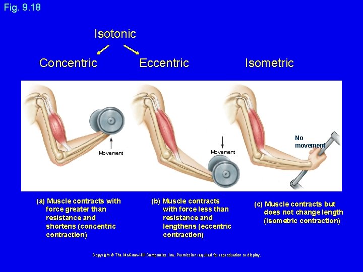 Fig. 9. 18 Isotonic Concentric Eccentric Isometric No movement Movement (a) Muscle contracts with