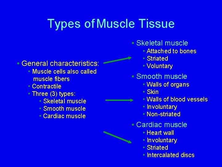 Types of Muscle Tissue • Skeletal muscle • General characteristics: • Muscle cells also