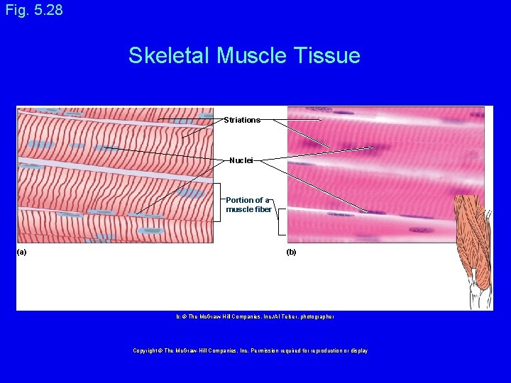 Fig. 5. 28 Skeletal Muscle Tissue Striations Nuclei Portion of a muscle fiber (a)