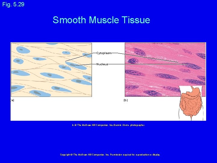 Fig. 5. 29 Smooth Muscle Tissue Cytoplasm Nucleus (a) (b) b: © The Mc.