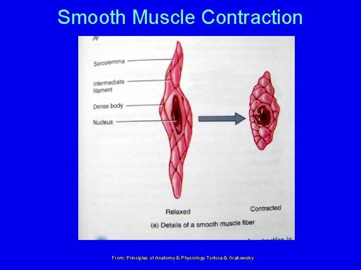 Smooth Muscle Contraction From: Principles of Anatomy & Physiology Tortora & Grabowsky 