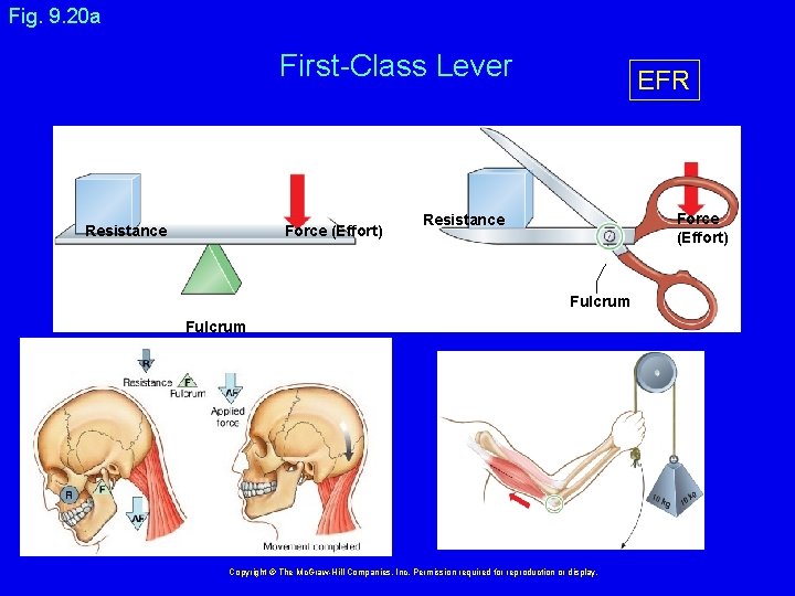 Fig. 9. 20 a First-Class Lever Resistance Force (Effort) EFR Force (Effort) Resistance Fulcrum