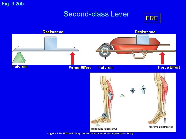 Fig. 9. 20 b Second-class Lever Resistance Fulcrum FRE Resistance Force Effort Fulcrum Copyright