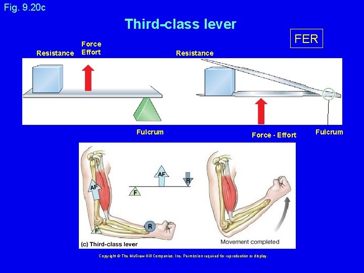 Fig. 9. 20 c Third-class lever Resistance Force Effort FER Resistance Fulcrum Force -