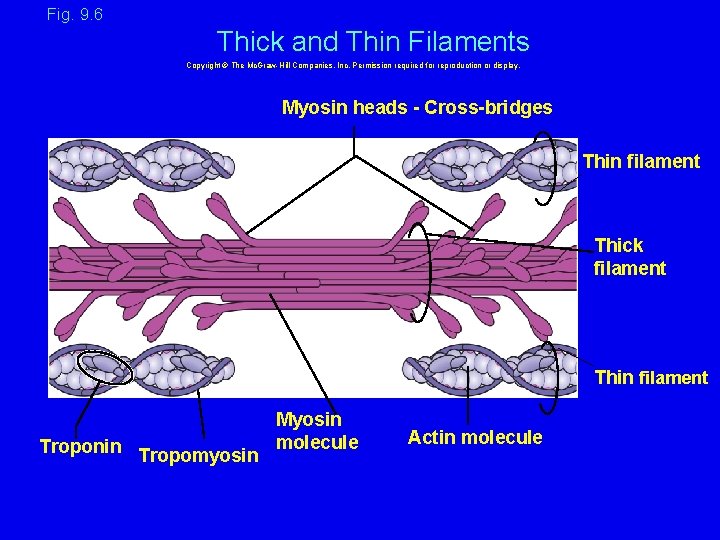 Fig. 9. 6 Thick and Thin Filaments Copyright © The Mc. Graw-Hill Companies, Inc.