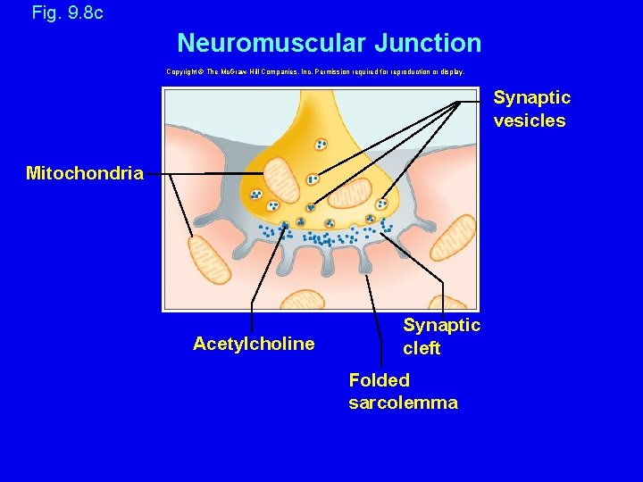 Fig. 9. 8 c Neuromuscular Junction Copyright © The Mc. Graw-Hill Companies, Inc. Permission