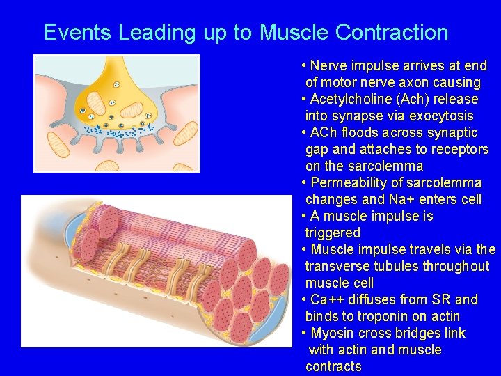 Events Leading up to Muscle Contraction • Nerve impulse arrives at end of motor