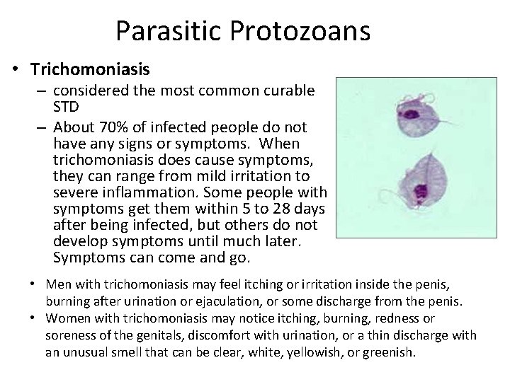 Parasitic Protozoans • Trichomoniasis – considered the most common curable STD – About 70% Parasitic Protozoans • Trichomoniasis – considered the most common curable STD – About 70%