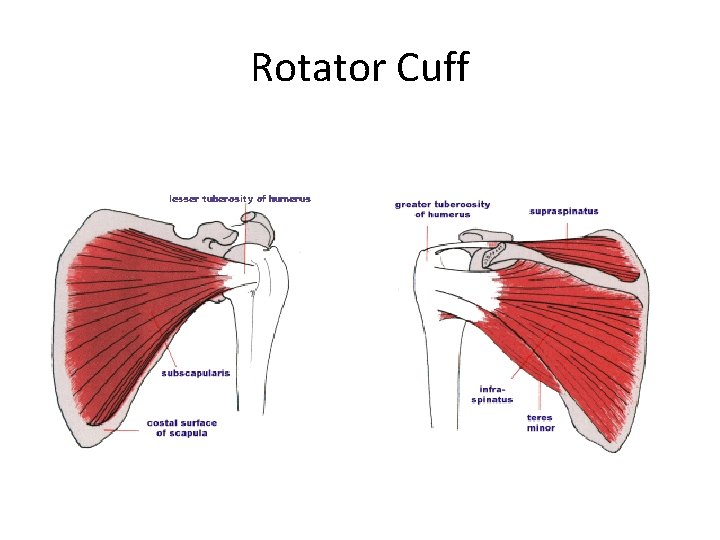 Rotator Cuff 