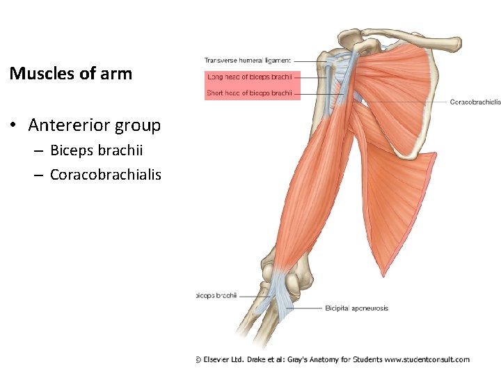 Muscles of arm • Antererior group – Biceps brachii – Coracobrachialis 