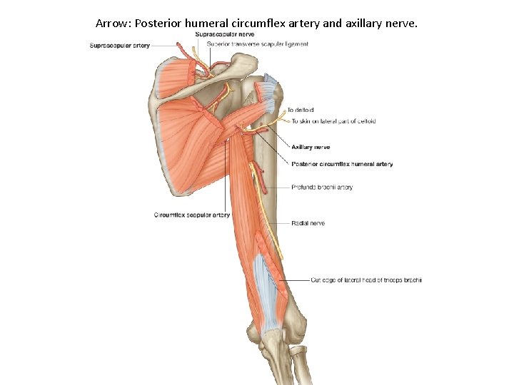 Arrow: Posterior humeral circumflex artery and axillary nerve. 