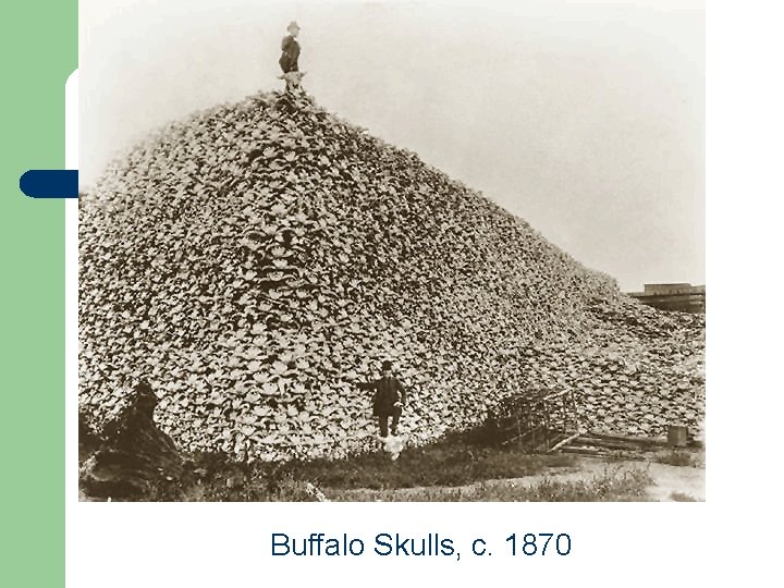 Buffalo Skulls, c. 1870 Buffalo Skulls, c. 1870