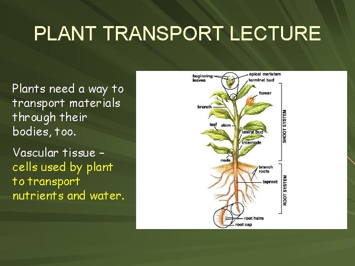 PLANT TRANSPORT LECTURE Plants need a way to transport materials through their bodies, too.