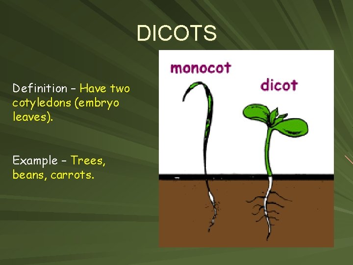DICOTS Definition – Have two cotyledons (embryo leaves). Example – Trees, beans, carrots. 