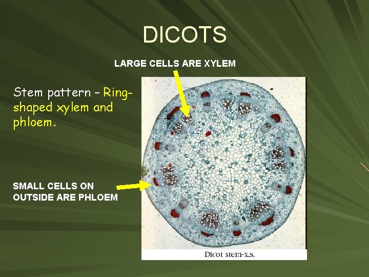 DICOTS LARGE CELLS ARE XYLEM Stem pattern – Ringshaped xylem and phloem. SMALL CELLS