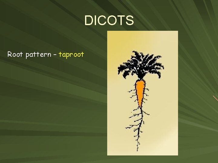 DICOTS Root pattern – taproot 