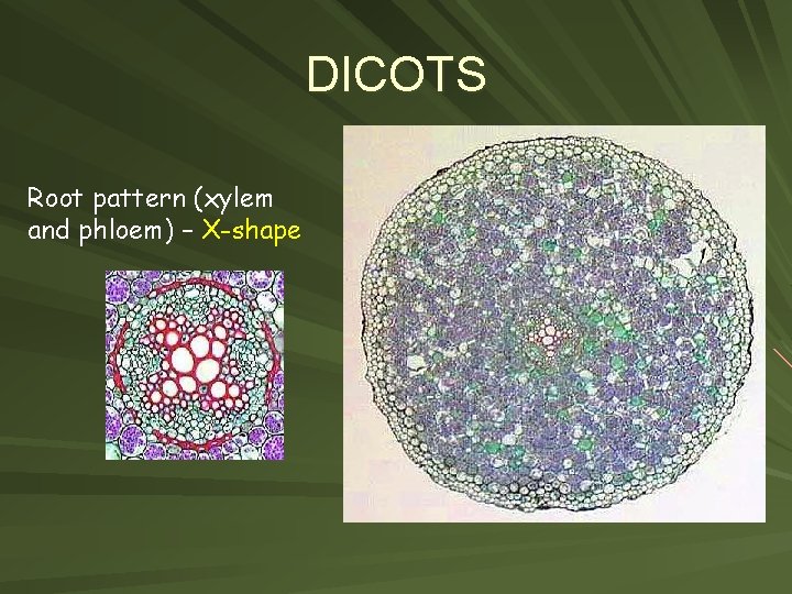 DICOTS Root pattern (xylem and phloem) – X-shape 