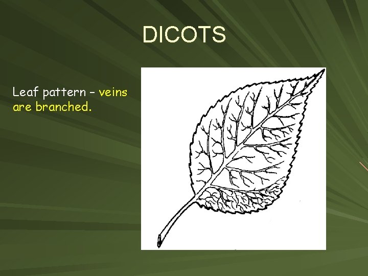 DICOTS Leaf pattern – veins are branched. 