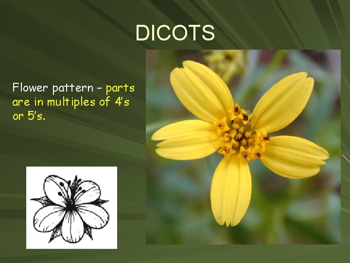 DICOTS Flower pattern – parts are in multiples of 4’s or 5’s. 