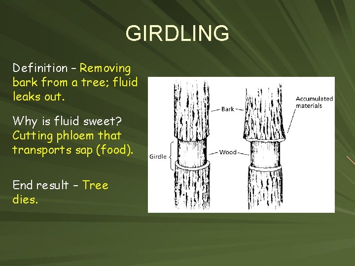 GIRDLING Definition – Removing bark from a tree; fluid leaks out. Why is fluid