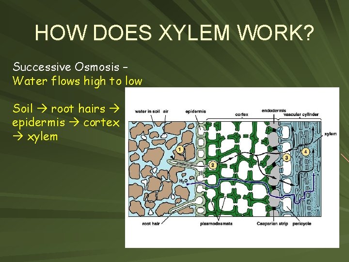 HOW DOES XYLEM WORK? Successive Osmosis – Water flows high to low Soil root