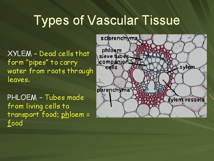 Types of Vascular Tissue XYLEM – Dead cells that form “pipes” to carry water