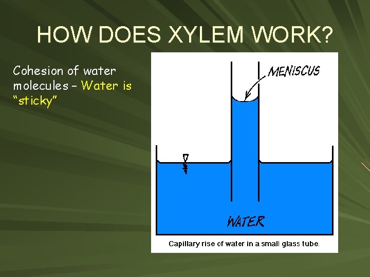 HOW DOES XYLEM WORK? Cohesion of water molecules – Water is “sticky” 